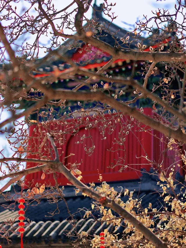 City Flower Viewing Guide | Beijing! The fragrance of red wall and wintersweet is here