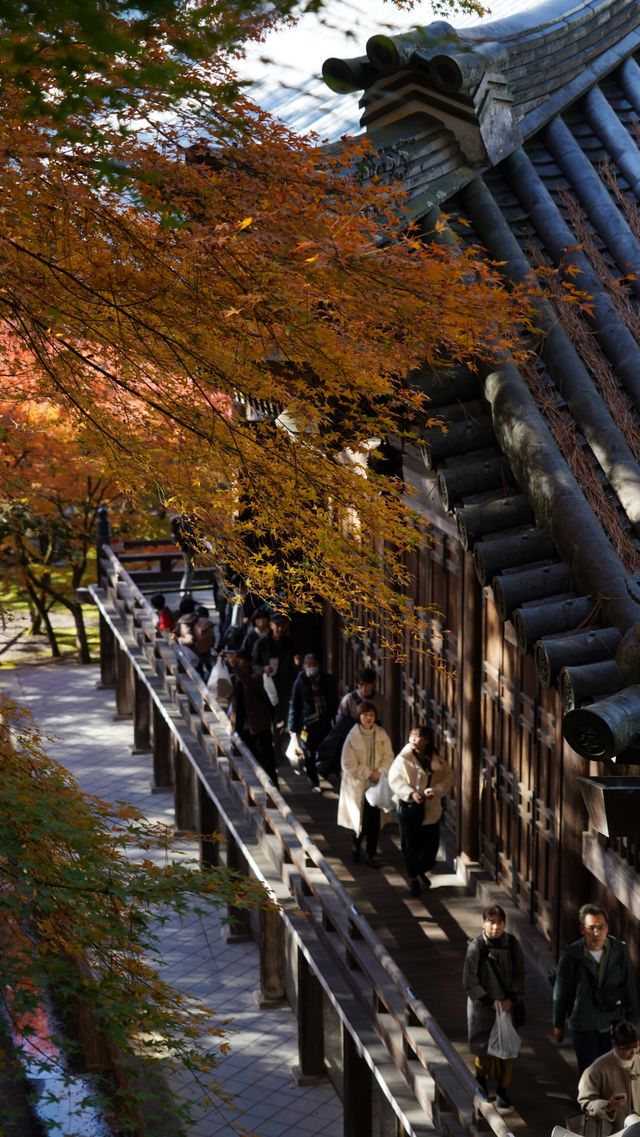 京都頭牌紅葉賞秋名所