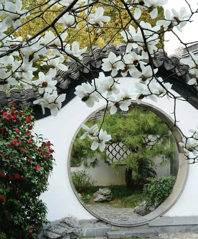 Nanjing | In the past few days, the beauty of spring in Zhan Garden simply cannot be contained