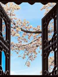 春訪蘇園，邂逅玉蘭花
