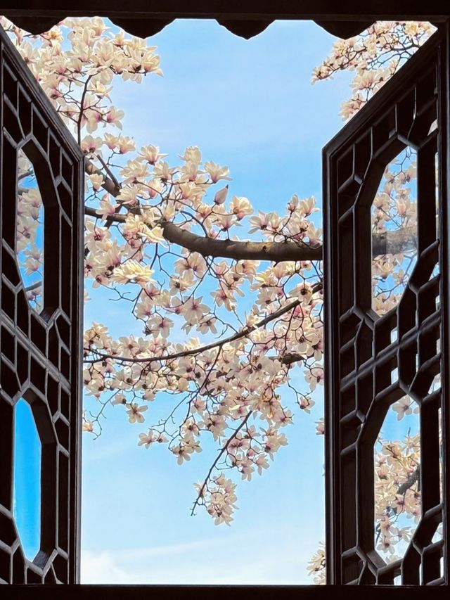 春訪蘇園，邂逅玉蘭花