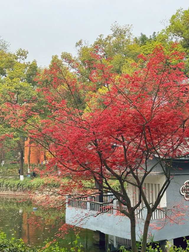 沙坪公園|鏡頭下的春和景明～