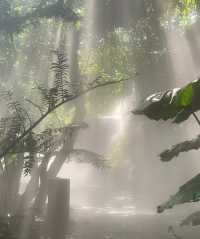 廈門植物園 | 雨林世界活化石