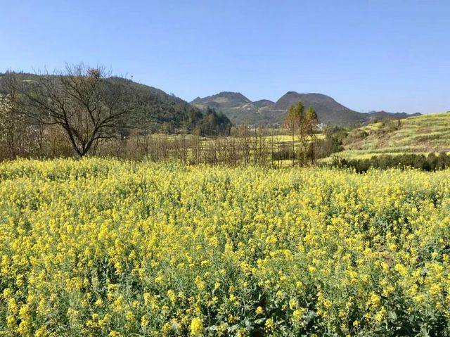 記錄羅平油菜花的美麗景色