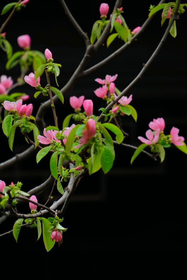 二泉書院