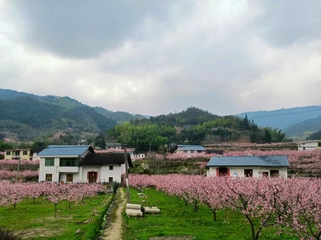 人面桃花相映紅，桃花依舊笑春風……