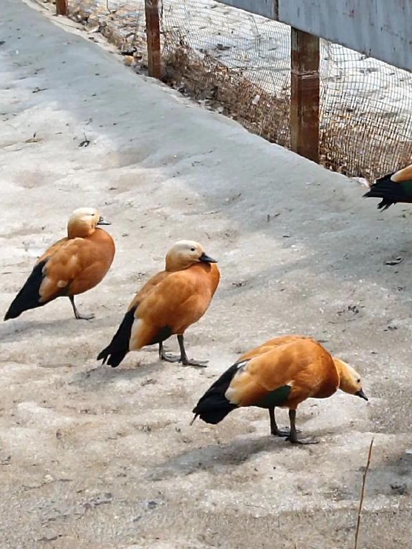 沈陽|沈陽鳥島春天踏青好去處