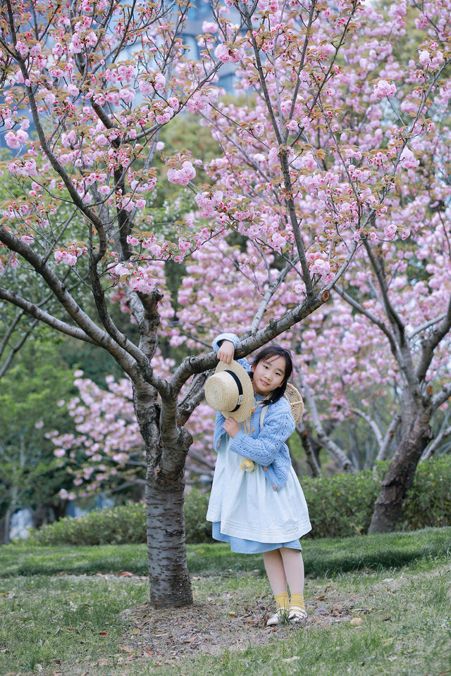櫻花樹下，和春天撞了個滿懷