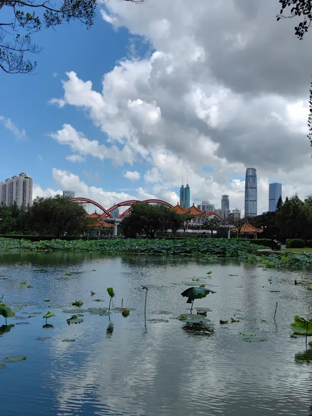 Do you need to go to Hangzhou to see lotus flowers? This is Shenzhen