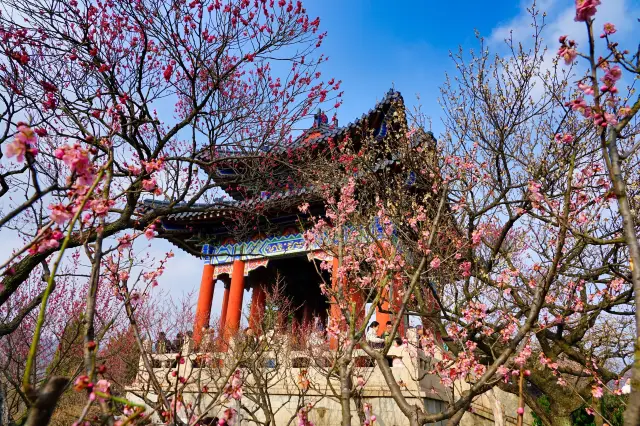 Who wouldn't love it! Nanjing has reached new heights of beauty! Rush over!