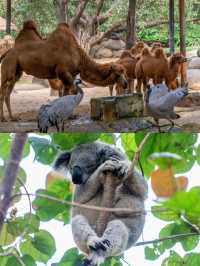 逛完一天的野生動物園後，不必走回頭路