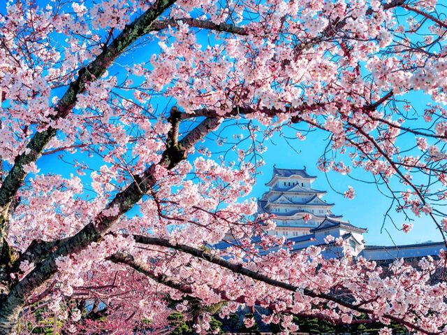 Stunning Colours of Himeji Sakura