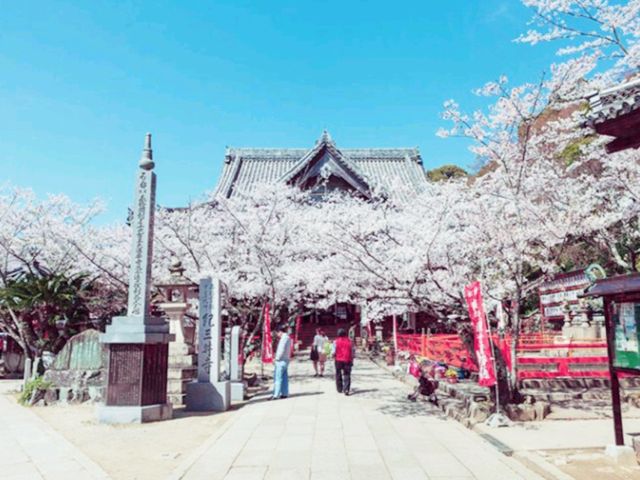 Kimi-dera Peace, Love and Sakura