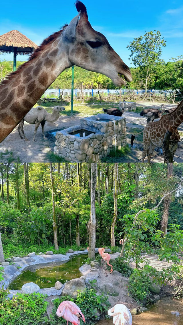距離深圳1小時~人均19!!近距離餵動物玩水~親子遊玩