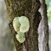 Tropical fruits you have never seen 