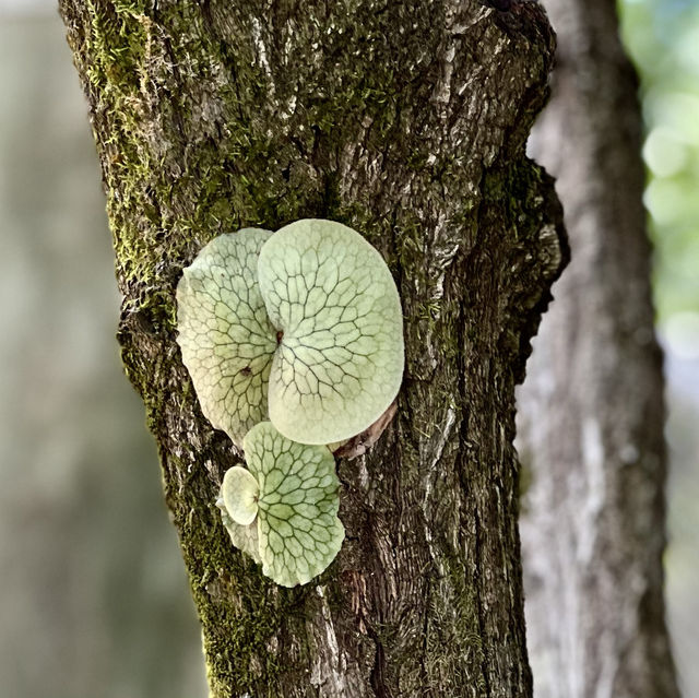 Tropical fruits you have never seen 
