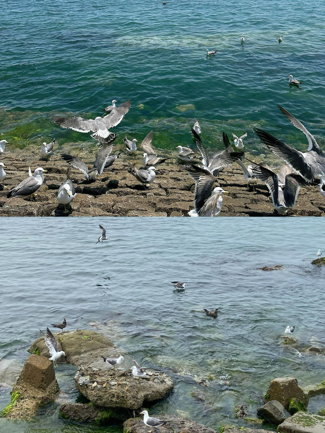 今天給大家分享一個小眾寶藏原生態海島