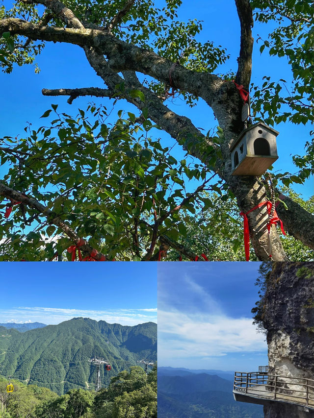 雲端之上的仙境——漢中龍頭山