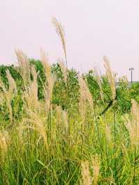 重慶帶娃遛狗好去處，金海灣濱江公園