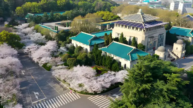 Spring arrives in the river city, and the cherry blossoms bloom - it's cherry blossom season at Wuhan University