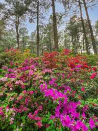 臨平公園五彩杜鵑花開，真的是太美啦吧