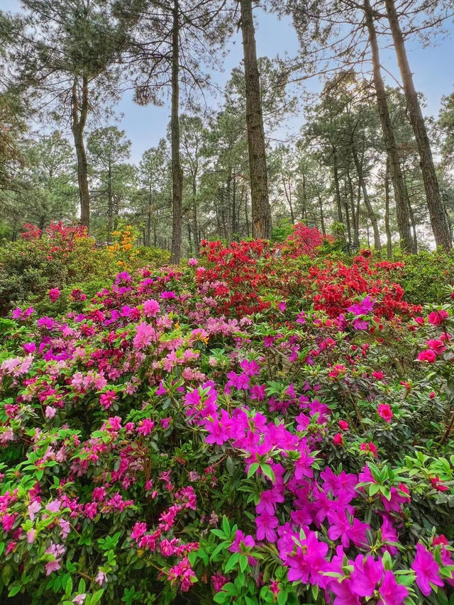 臨平公園五彩杜鵑花開，真的是太美啦吧