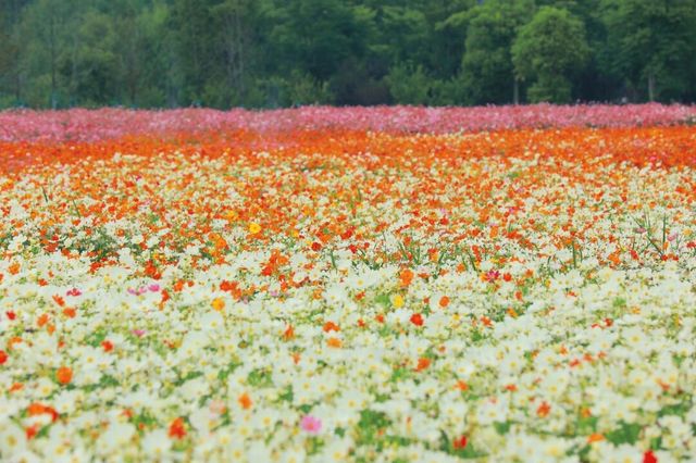 杭州花海 →來銅鑑湖看一場花海落日吧