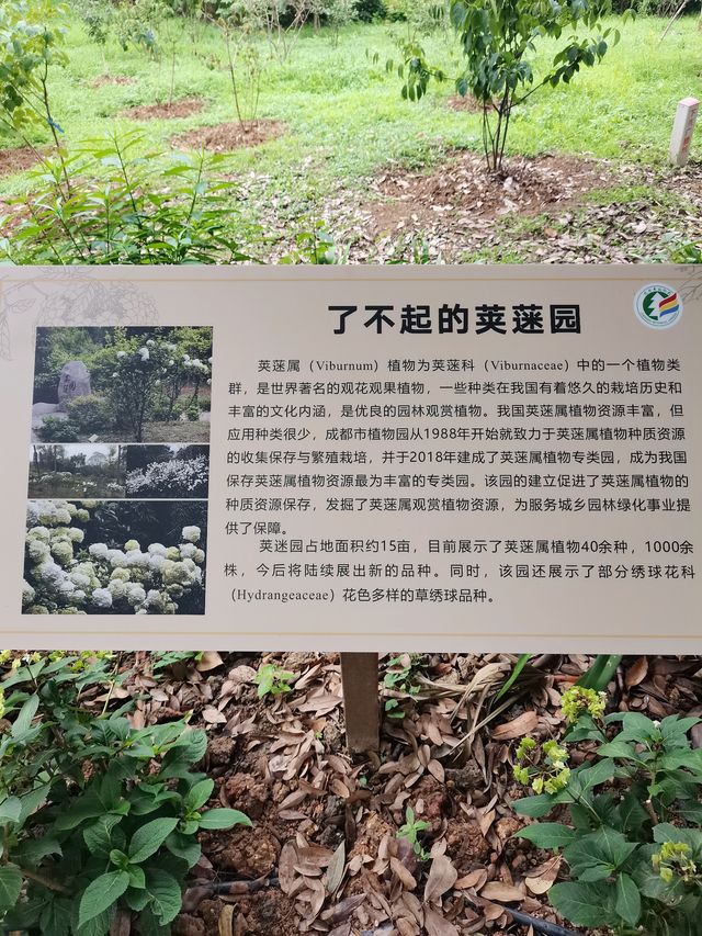 在成都！！鮮花織就的小徑