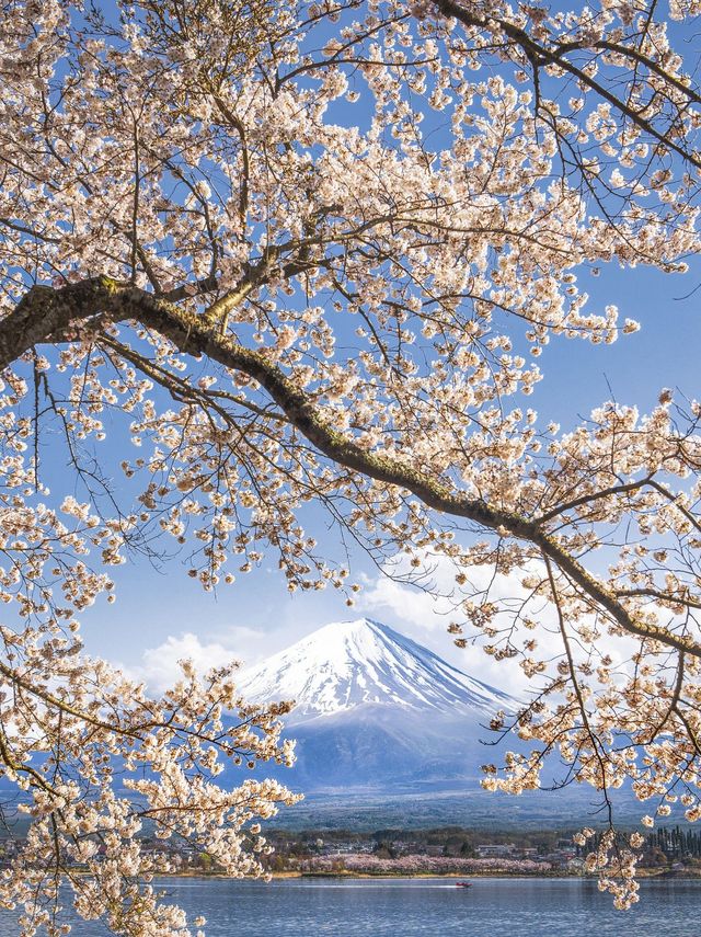 最懂日本櫻花的人都在跟著「百選名所」賞櫻。