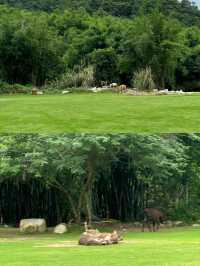 不用去大理這是廣東惠州有風的地方|||