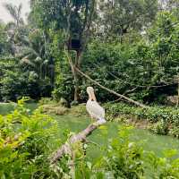 Birds Paradise 🦜 Singapore 🇸🇬 