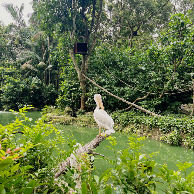 Birds Paradise 🦜 Singapore 🇸🇬 
