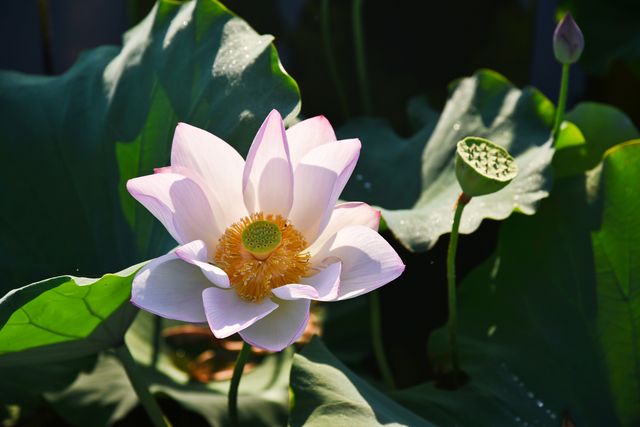 蓮花縣菏花博覽園