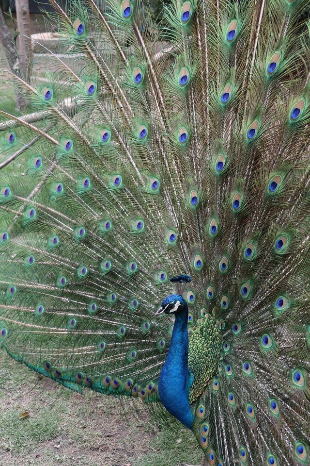四川成都｜成都動物園，與動物親密接觸。