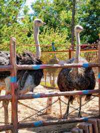 北京周邊遊丨辛瑪森林動物樂園。