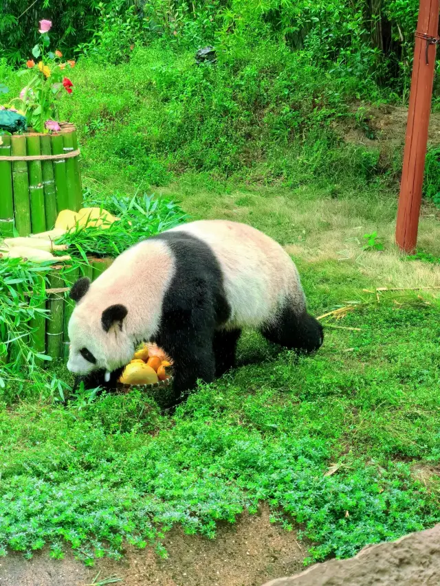 浙江省杭州市野生動物世界︱一次與自然精靈的親密接觸。