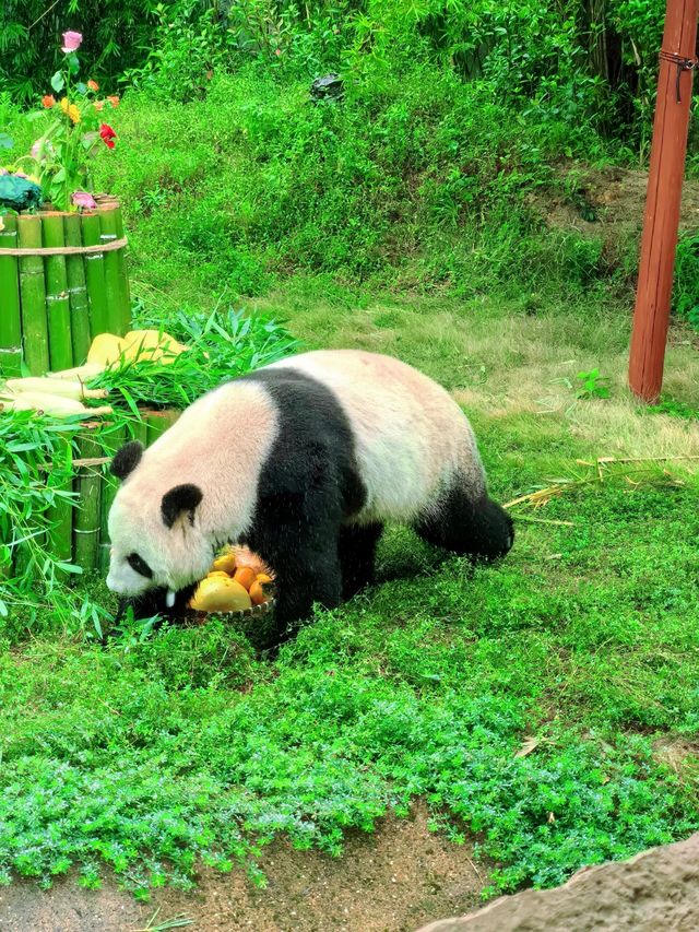 浙江省杭州市野生動物世界︱一次與自然精靈的親密接觸。