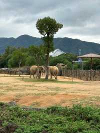 浙江省杭州市野生動物世界︱一次與自然精靈的親密接觸。