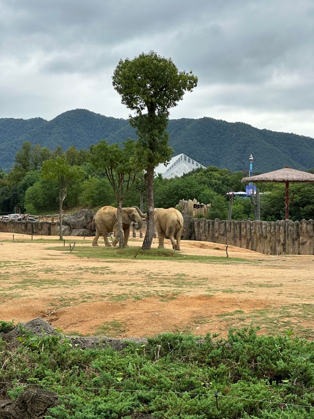 浙江省杭州市野生動物世界︱一次與自然精靈的親密接觸。