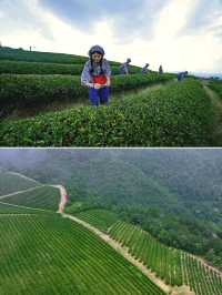 泰順大山深處，與茶香共舞——葛垟茶園拍照攻略。