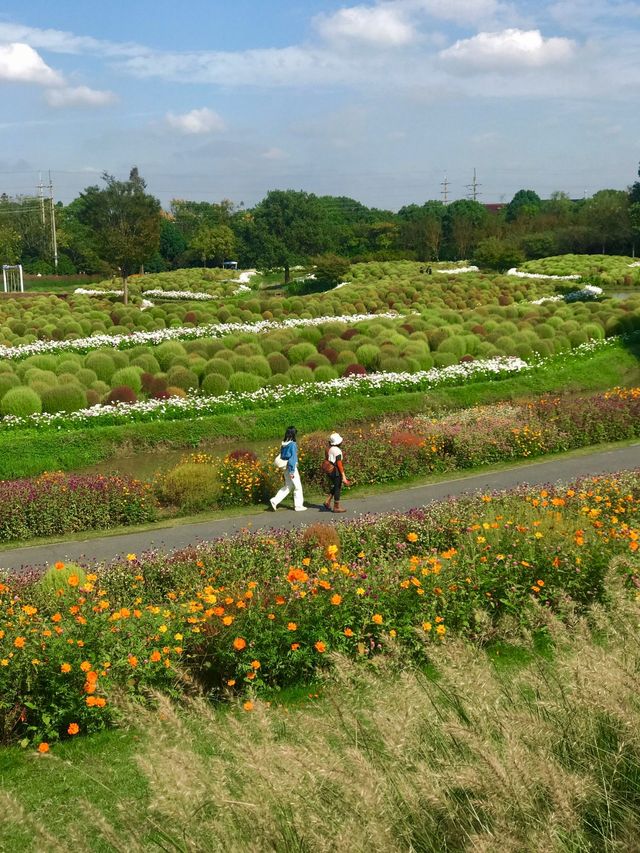 不是共青，另一個「莫奈花園」來襲！。