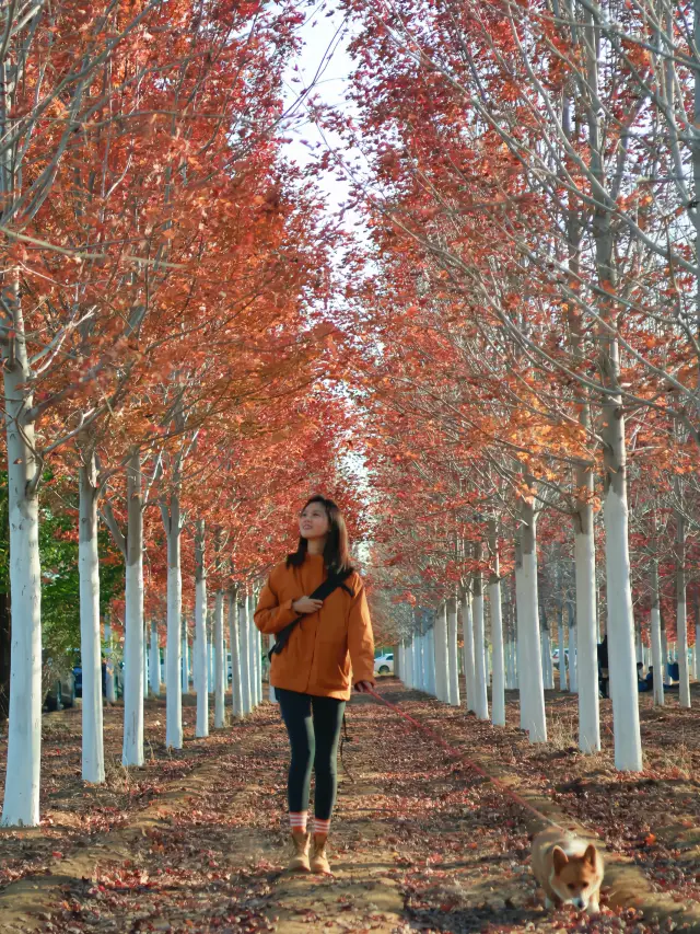 The maple forest in the suburbs of Beijing is already ablaze with color. 