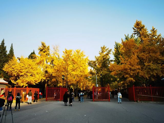 地壇公園的秋天。