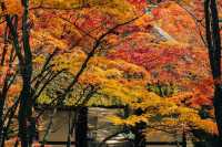 秋之禪韻：常寂光寺，京都一抹醉人紅葉景。