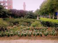 Mesmerising Park of Zhengzhou University