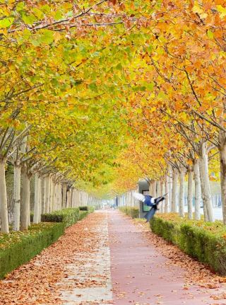 Dongying | The ginkgo forest in Qiu Yue Lake Park is so beautiful. 