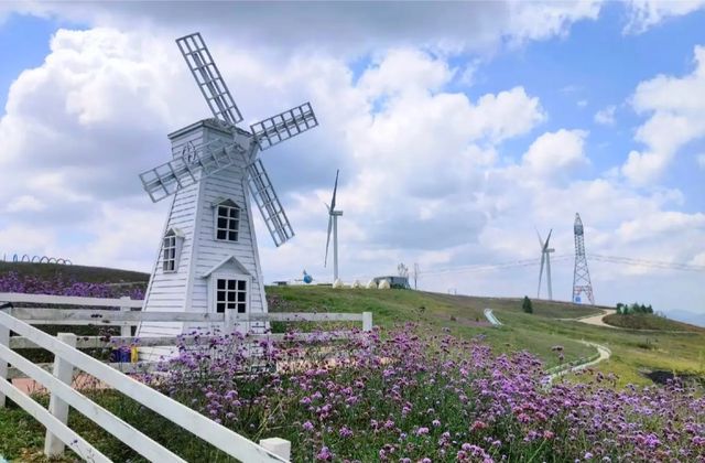 天界花園·非凡之旅：高坡雲頂花海的秘密。