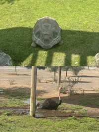 迪拜野生動物園打卡（附詳細攻略）。