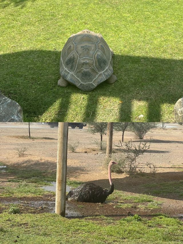 迪拜野生動物園打卡（附詳細攻略）。