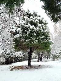 大連初雪絕美 勞動公園張張封神！